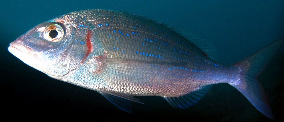 Pagellus erythrinus_05.jpg